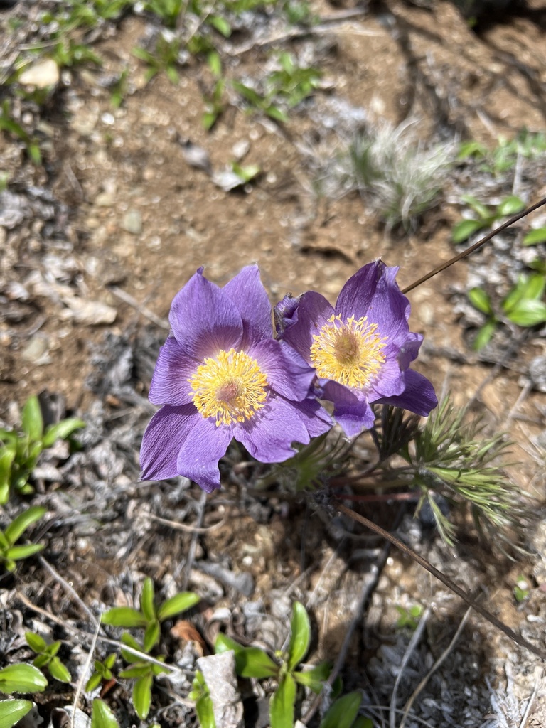 Pulsatilla hirsutissima