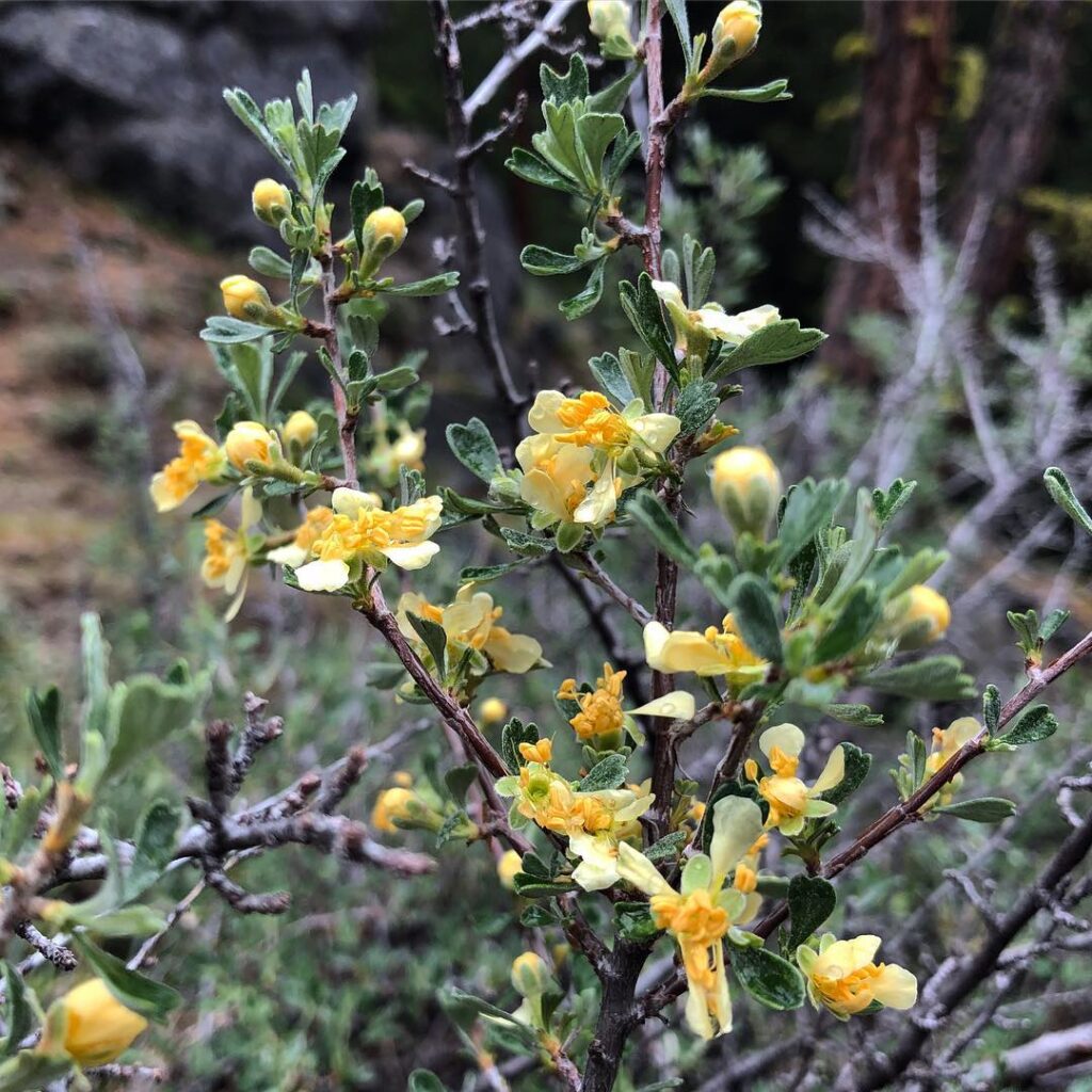 Purshia Tridentata