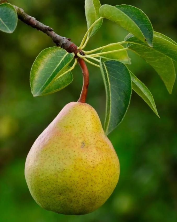 Pyrus communis