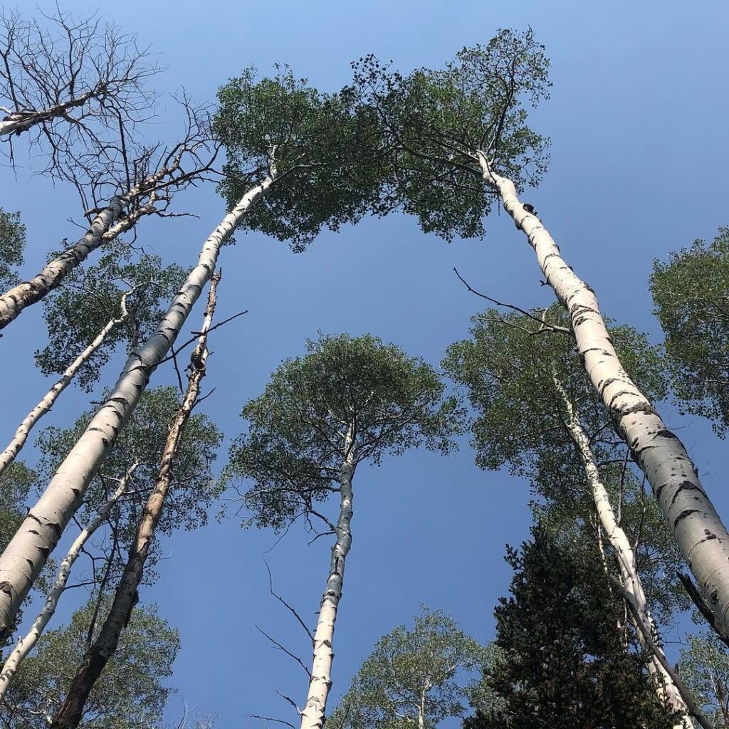 Quaking Aspen