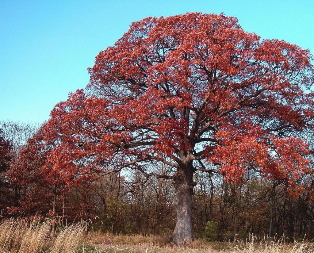 Quercus Alba