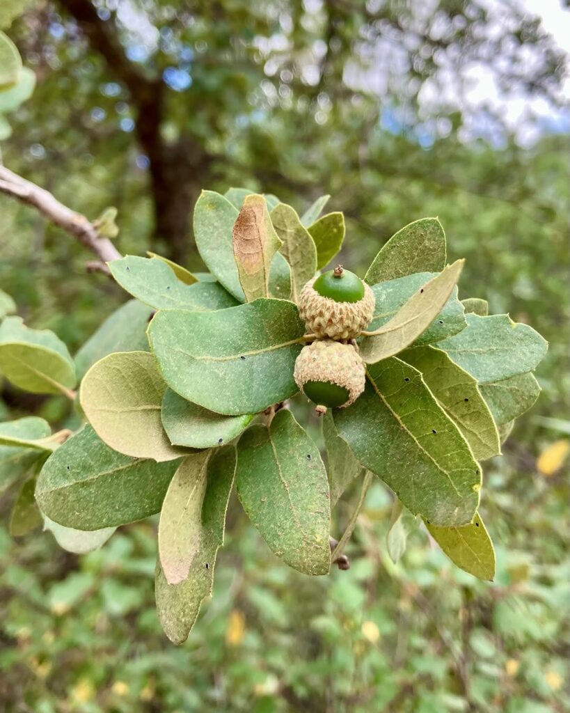 Quercus Arizonica