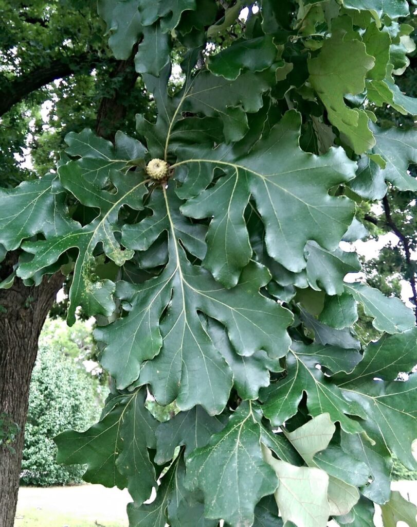 Quercus Macrocarpa
