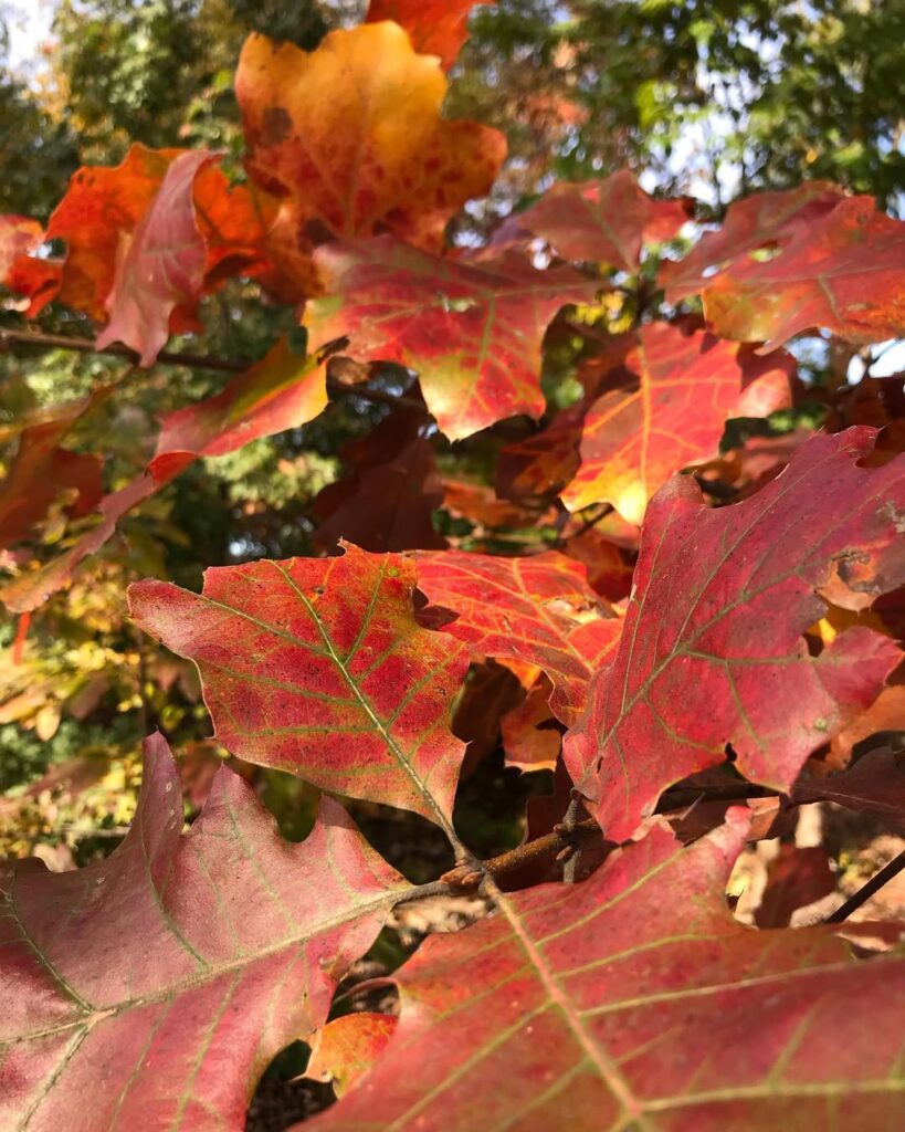Quercus Marilandica