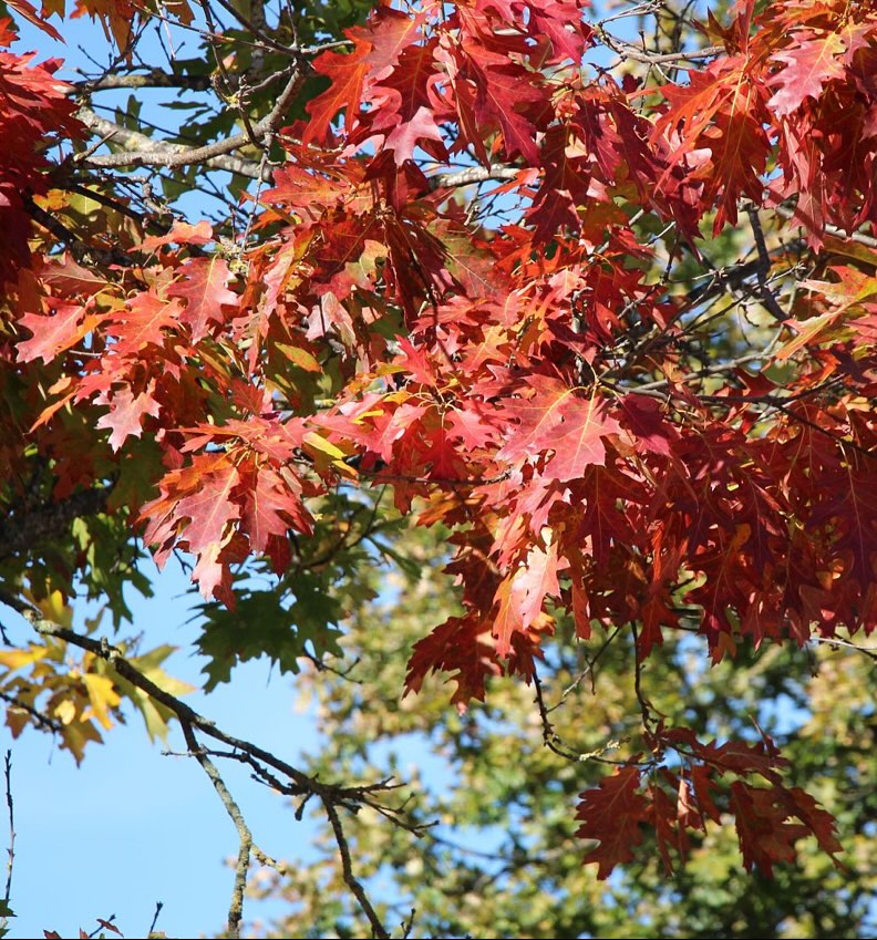 Quercus Rubra