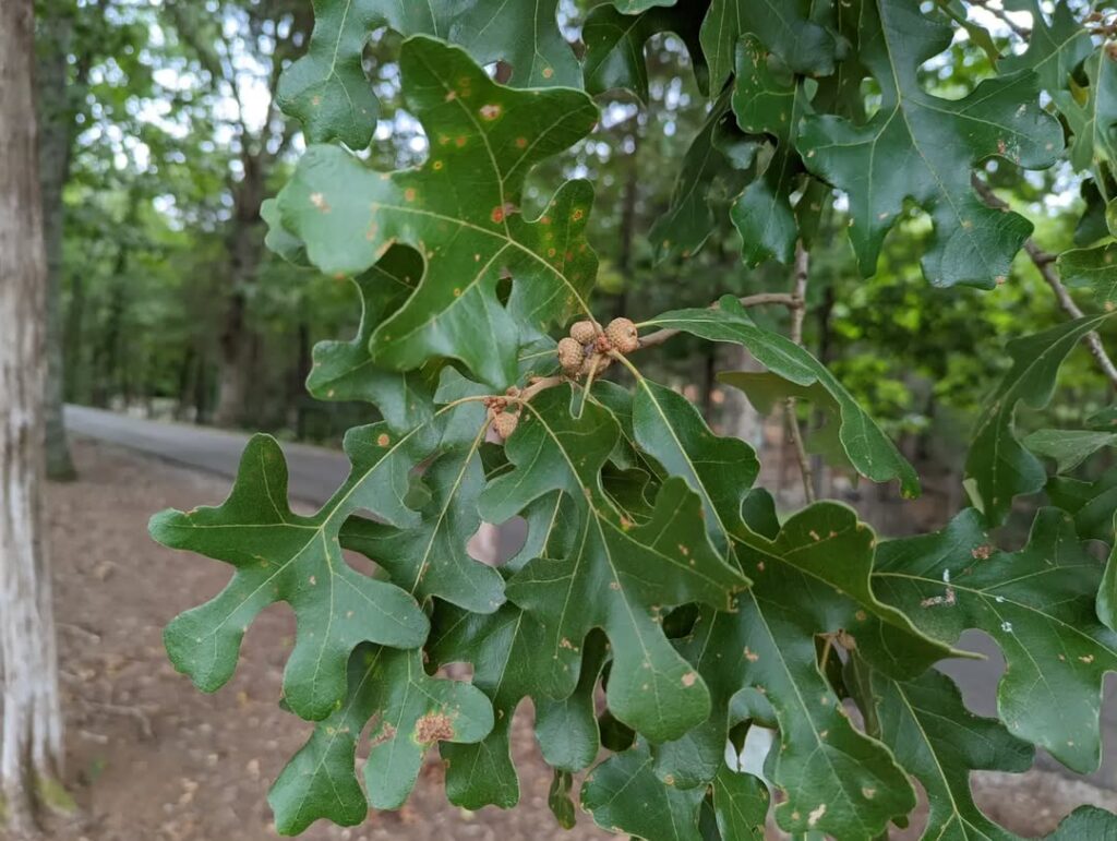 Quercus Stellata