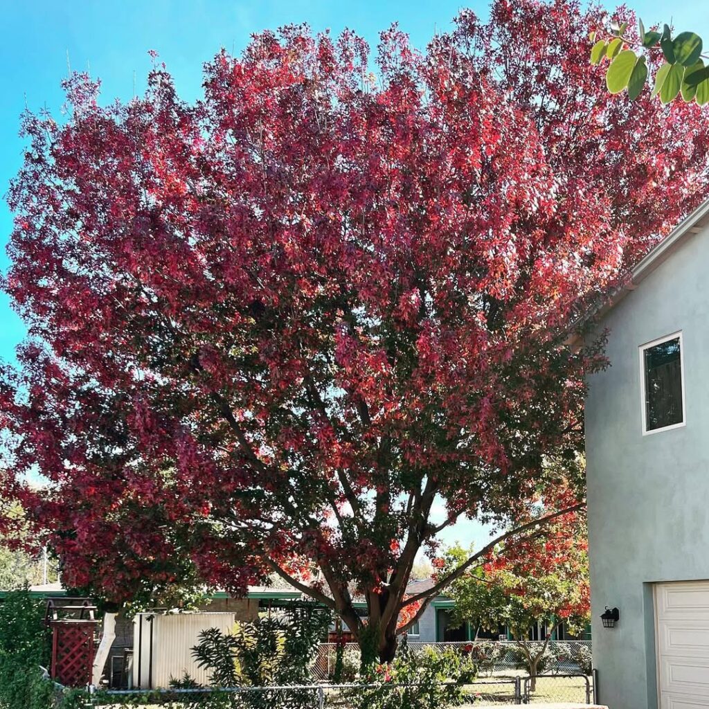 Quercus buckleyi