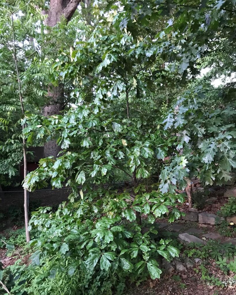 Quercus falcata