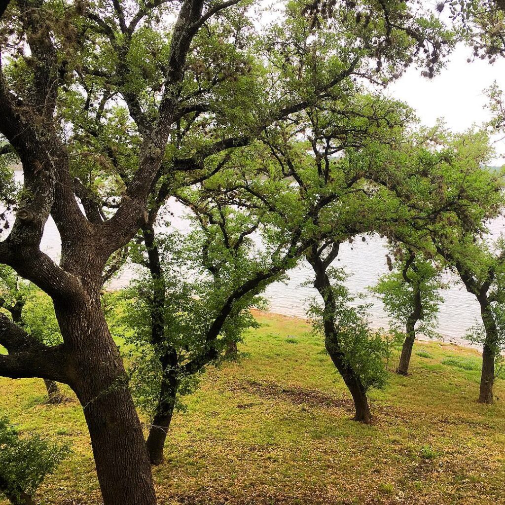 Quercus fusiformis