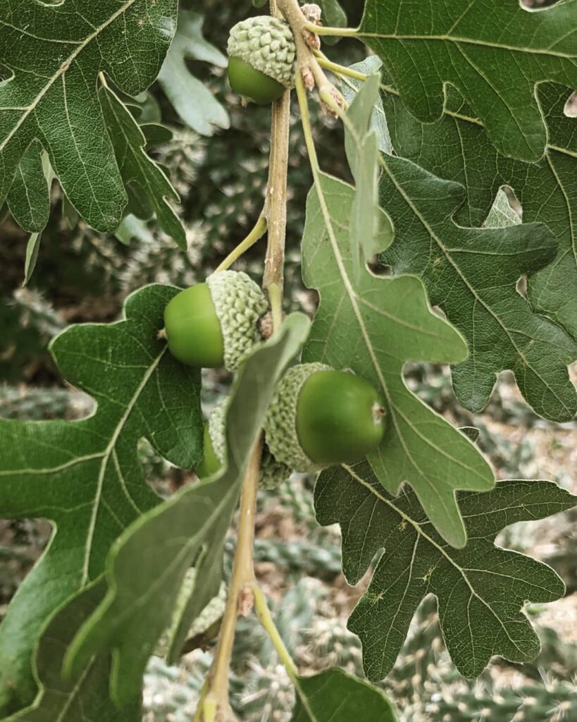 Quercus gambelii