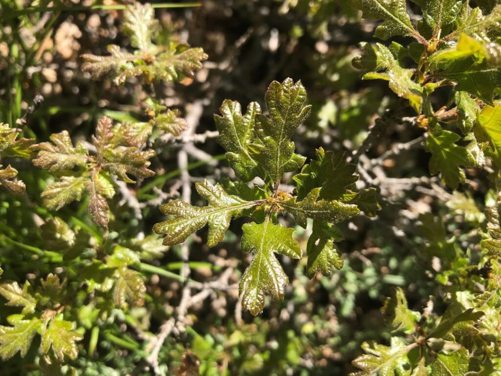 Quercus garryana
