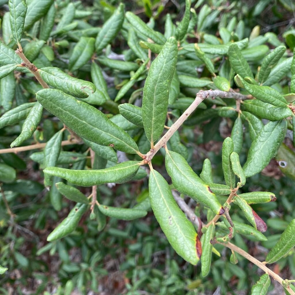 Quercus geminata