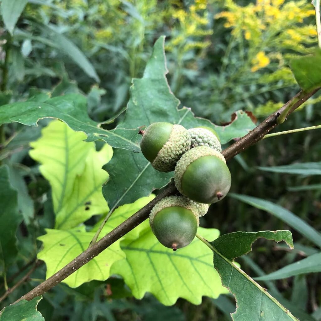 Quercus prinoides