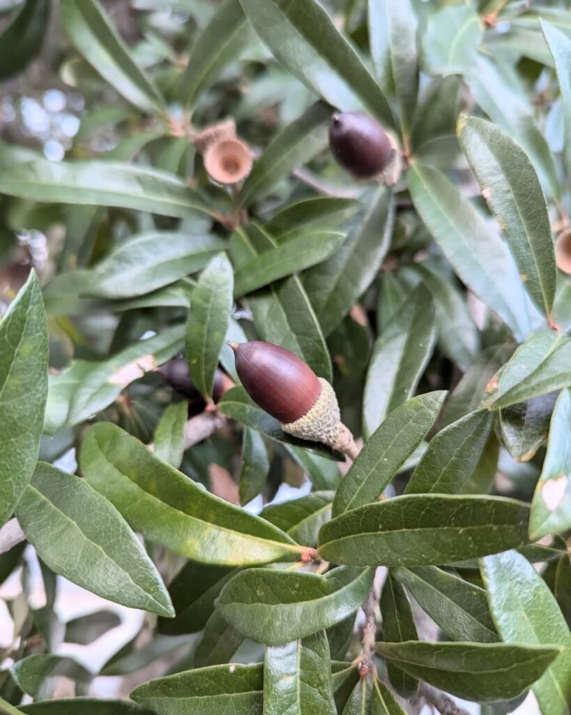 Quercus virginiana