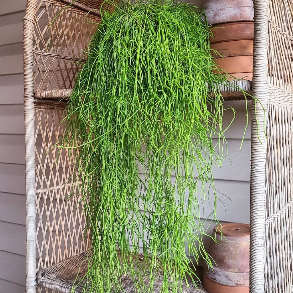 Rhipsalis campos portoana