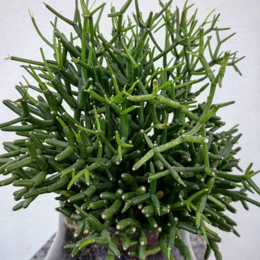Rhipsalis cereuscula
