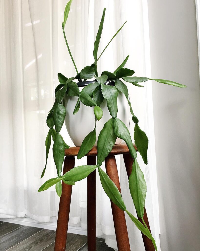 Rhipsalis elliptica