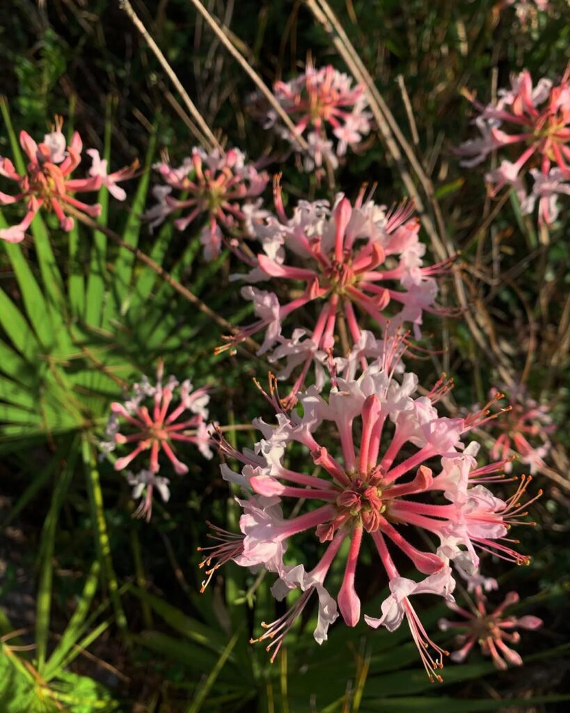 Rhododendron canescens