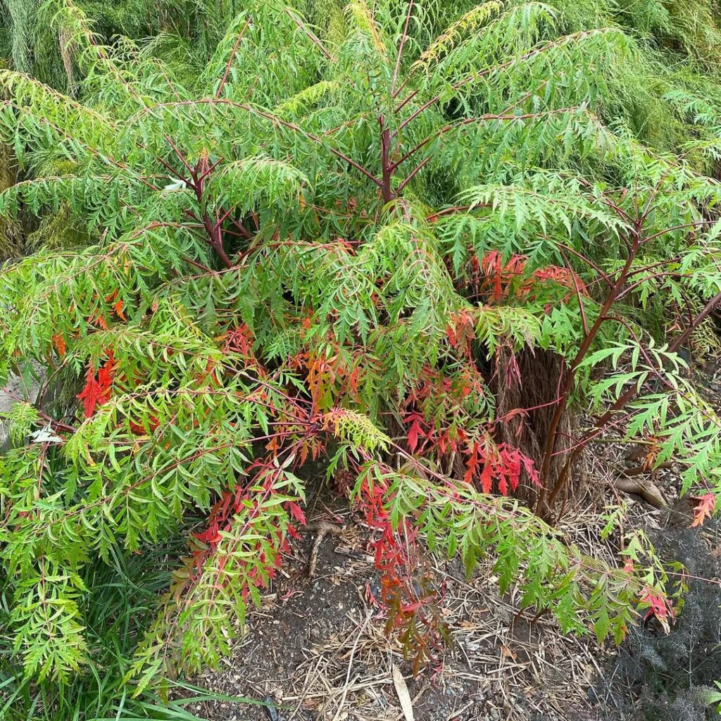 Rhus Glabra