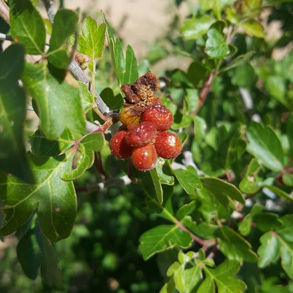 Rhus aromatica