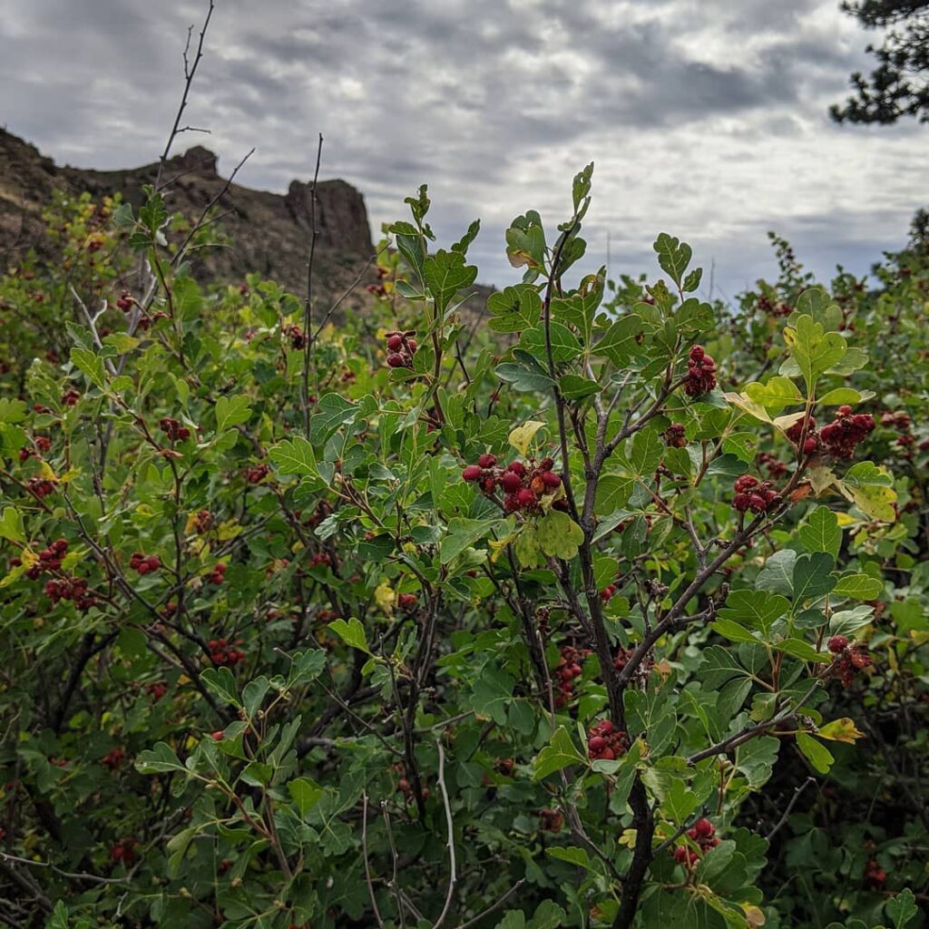 Rhus trilobata
