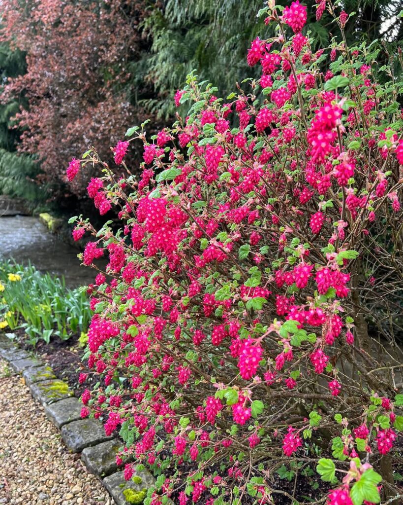 Ribes sanguineum