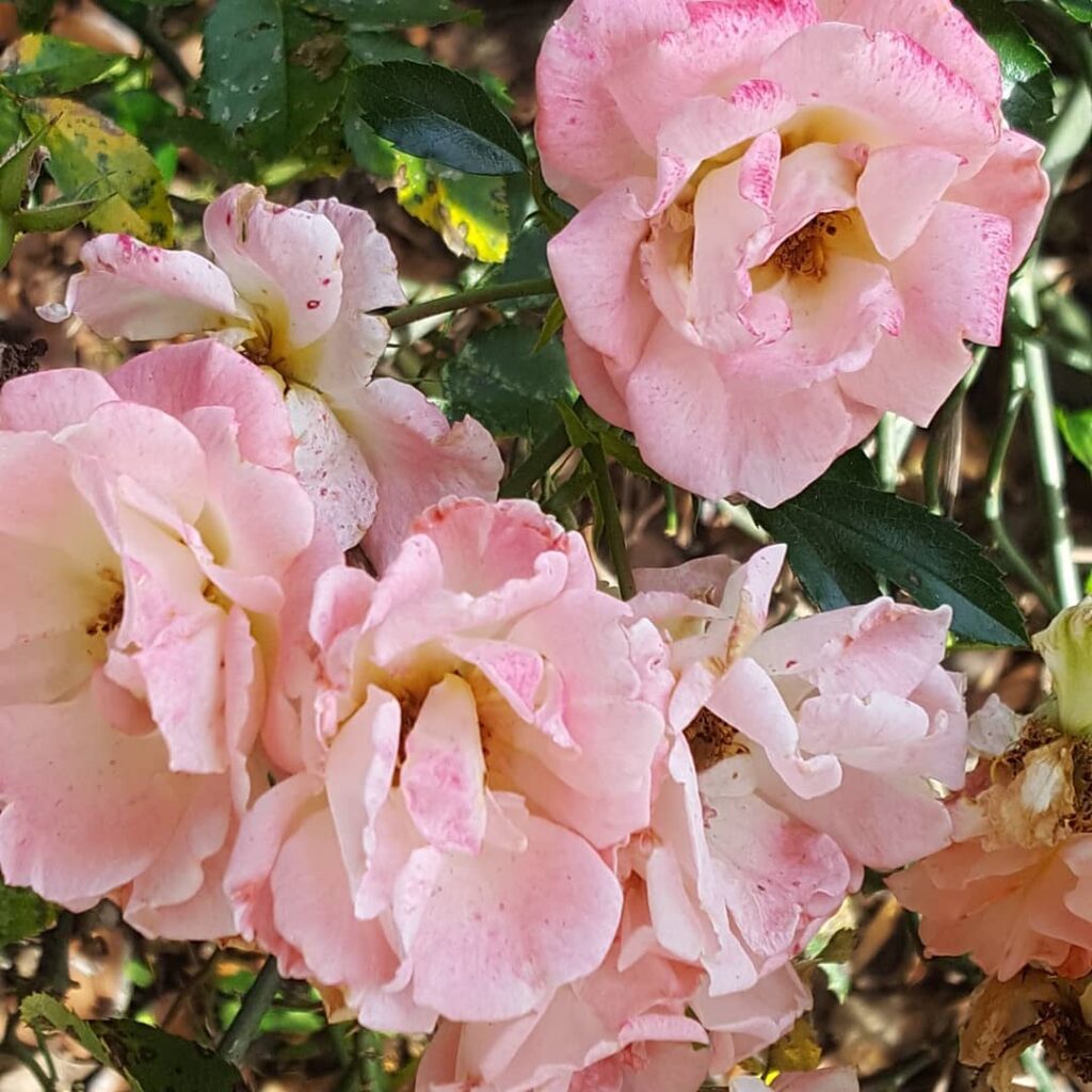 Rosa Carolina