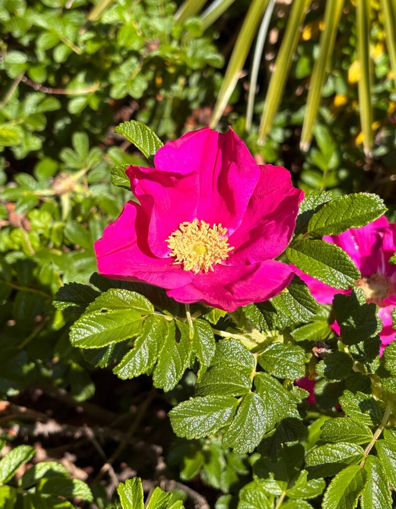 Rosa Rugosa