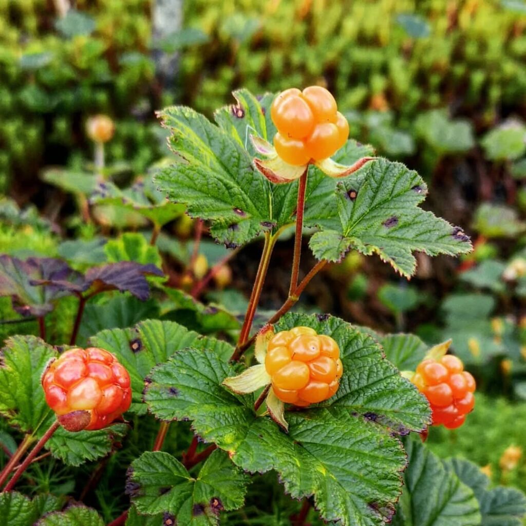 Rubus Chamaemorus