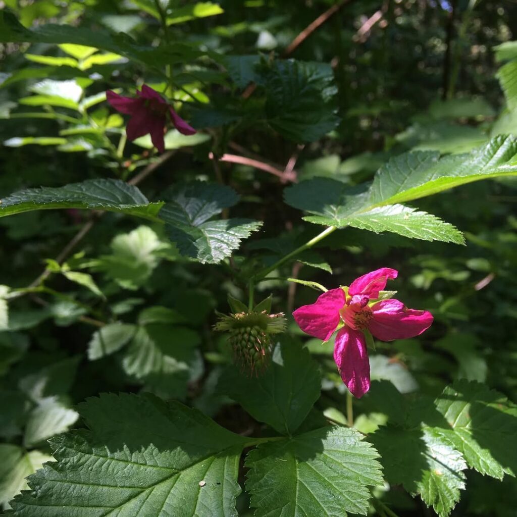 Rubus Spectabilis
