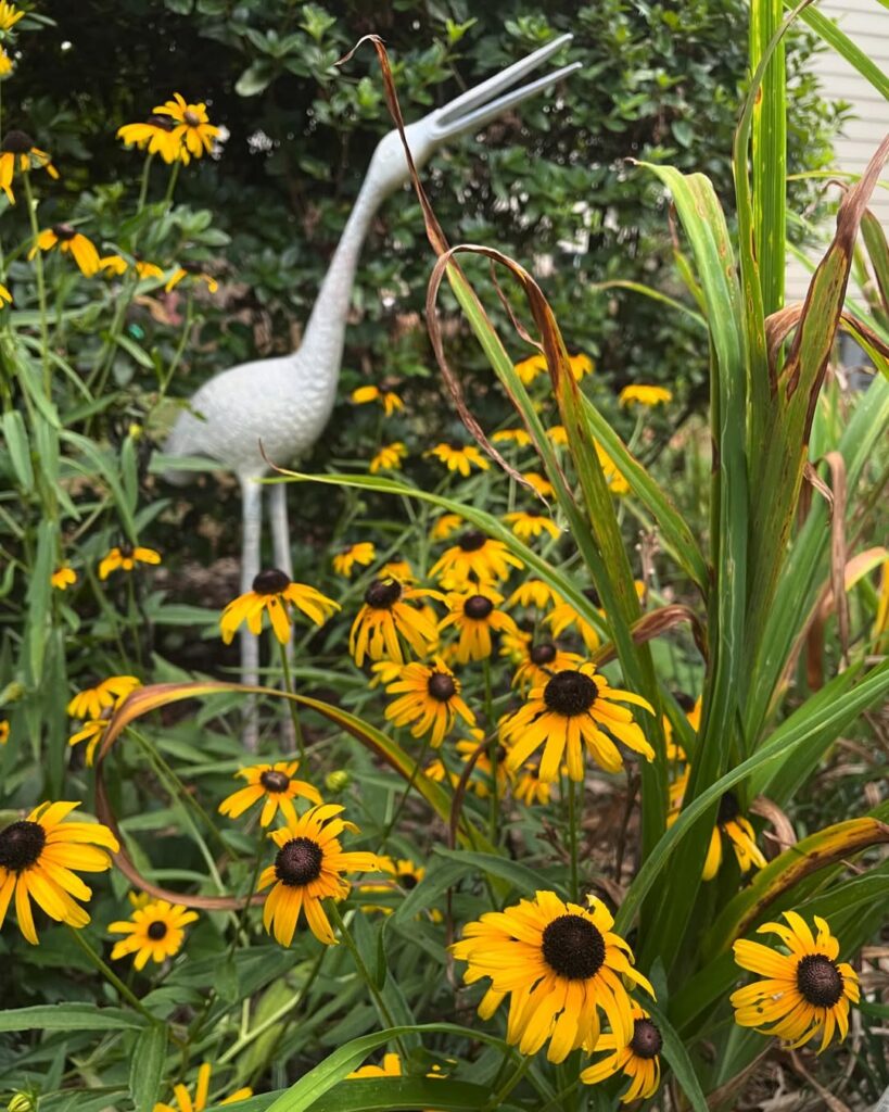 Rudbeckia hirta