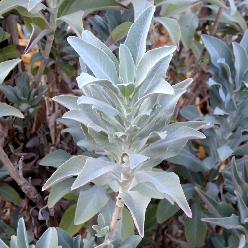 Salvia apiana