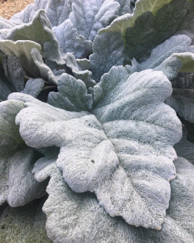 Salvia argentea