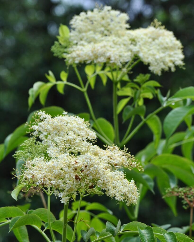 Sambucus canadensis 1