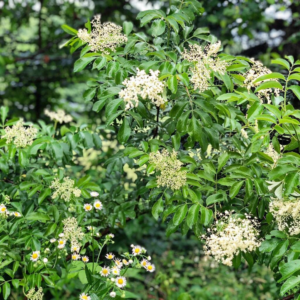 Sambucus canadensis 2