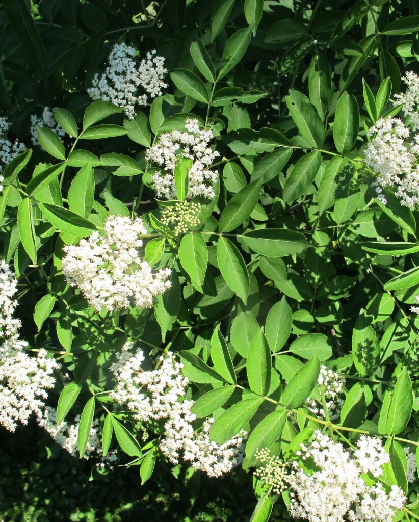 Sambucus canadensis