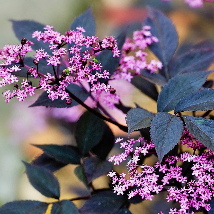 Sambucus nigra ‘Black Beauty
