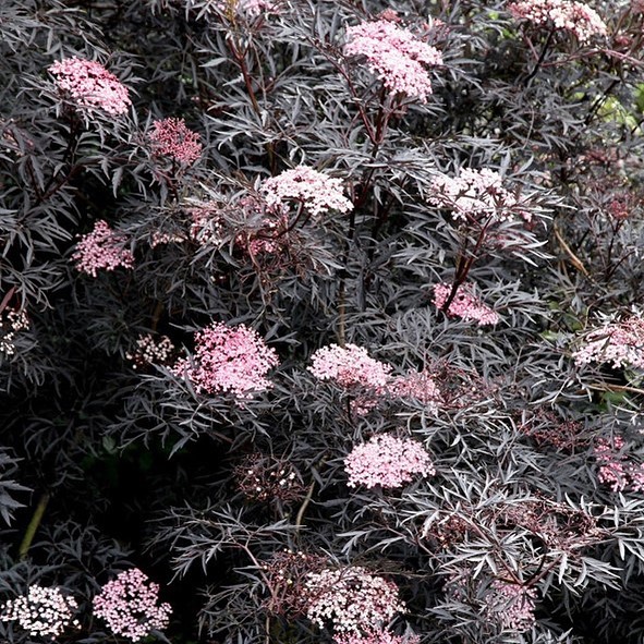 Sambucus nigra ‘Black Lace