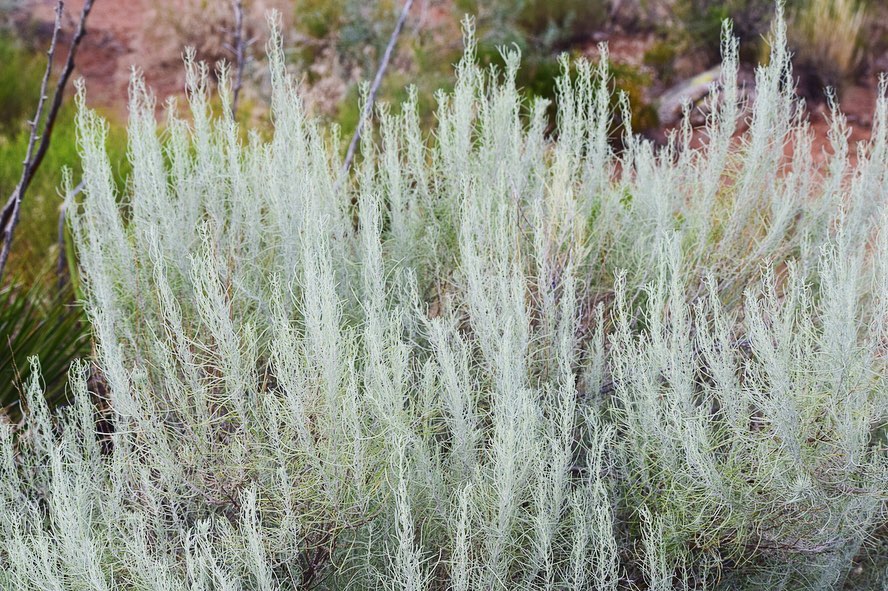 Sand Sagebrush