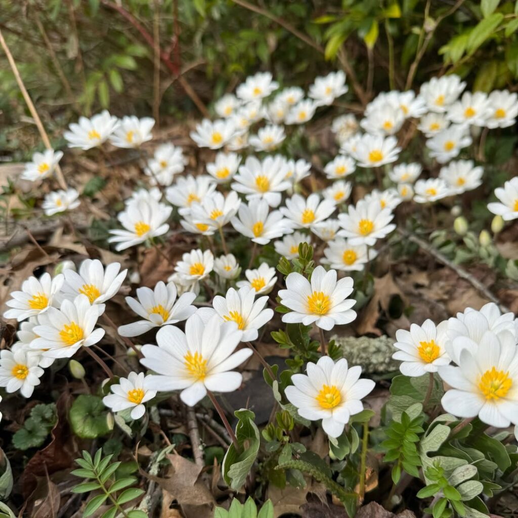 Sanguinaria Canadensis