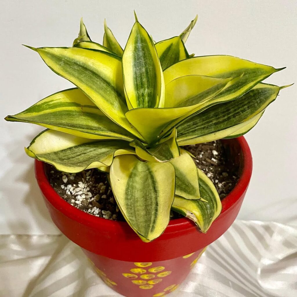 Sansevieria trifasciata ‘Gold Hahnii