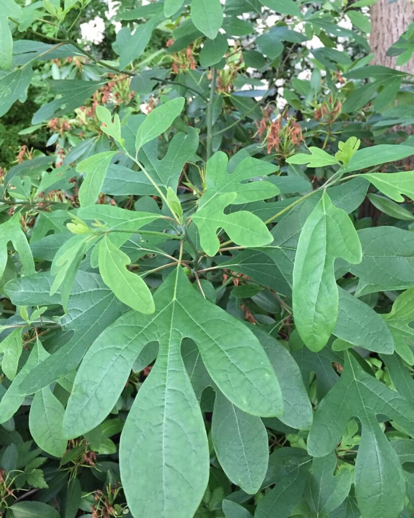 Sassafras Albidum
