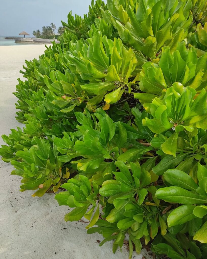 Scaevola Taccada