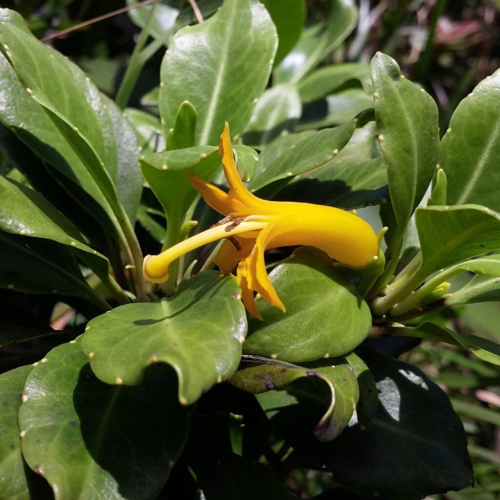 Scaevola glabra