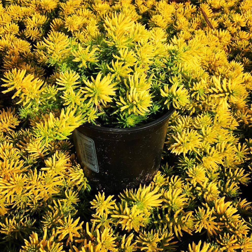Sedum Angelina