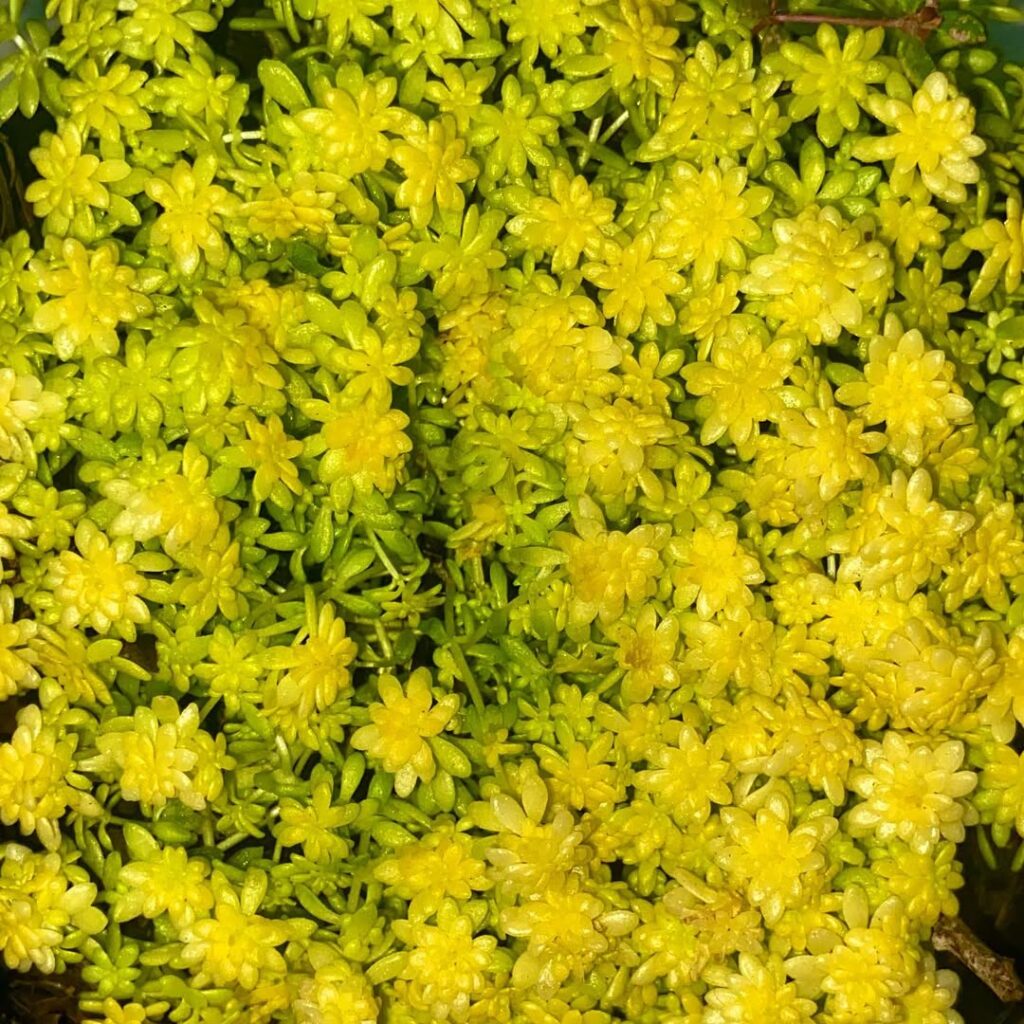 Sedum japonicum ‘Tokyo Sun