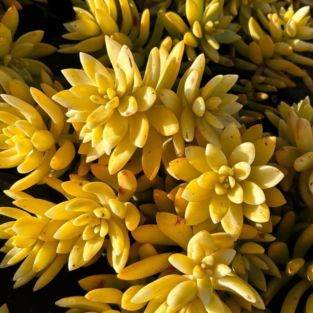 Sedum nussbaumerianum ‘Coppertone