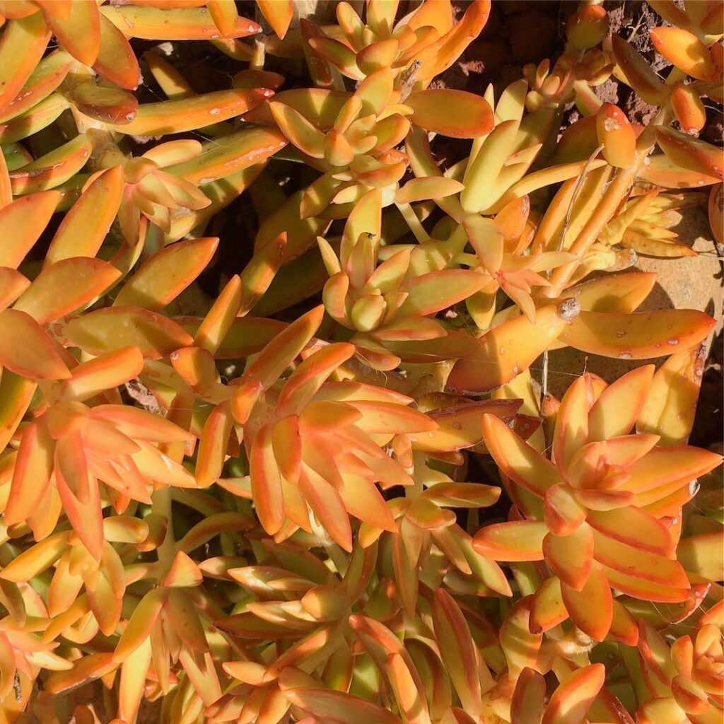 Sedum nussbaumerianum ‘Firestorm