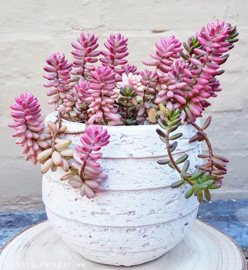 Sedum rubrotinctum ‘Aurora