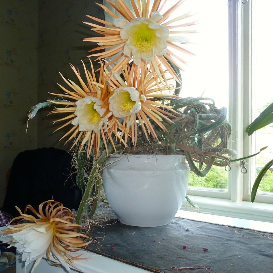 Selenicereus grandiflorus